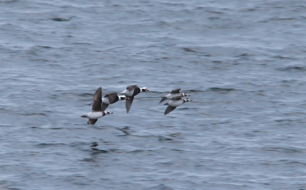 Long-tailed Duck - ML248438991