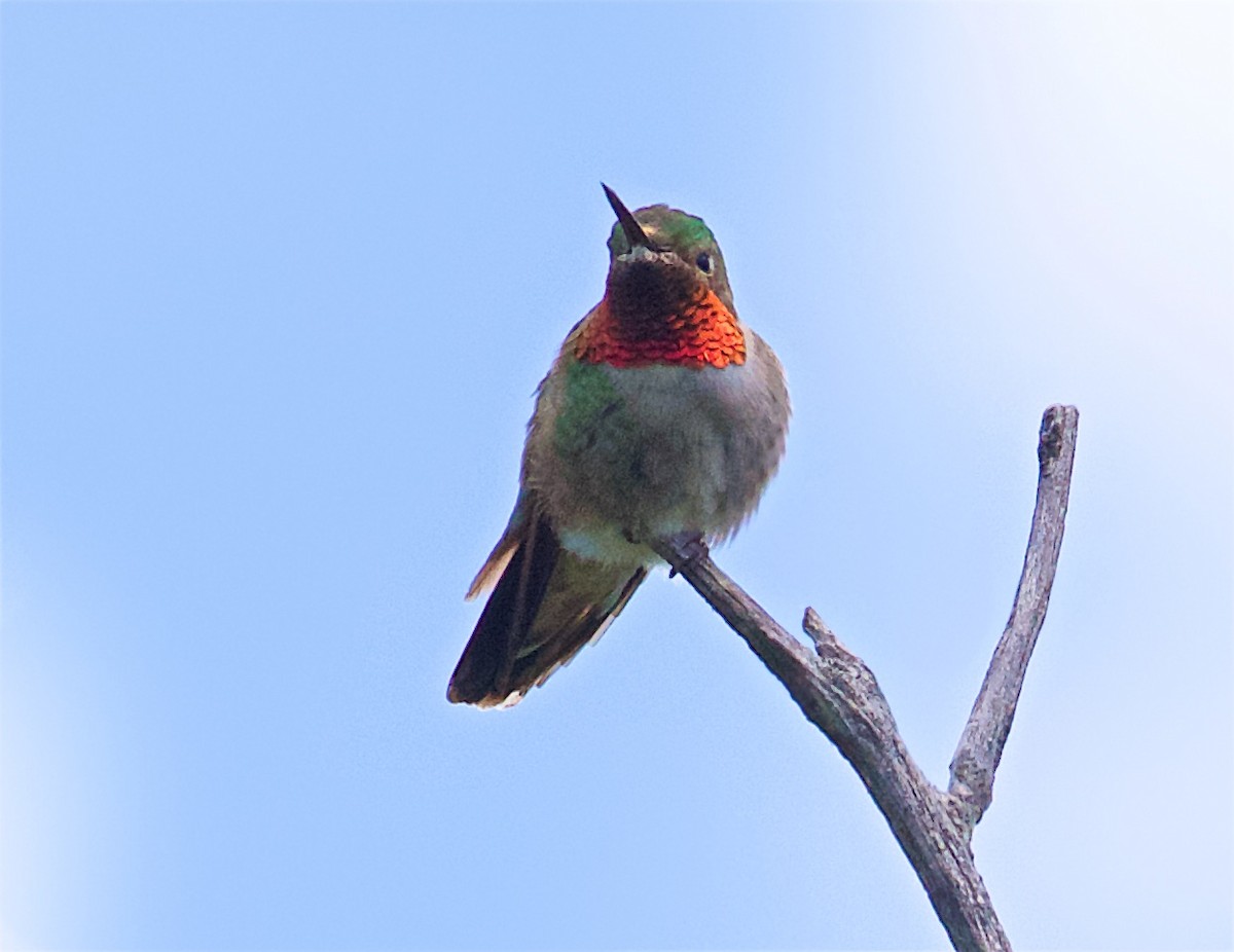 Broad-tailed Hummingbird - ML248439921