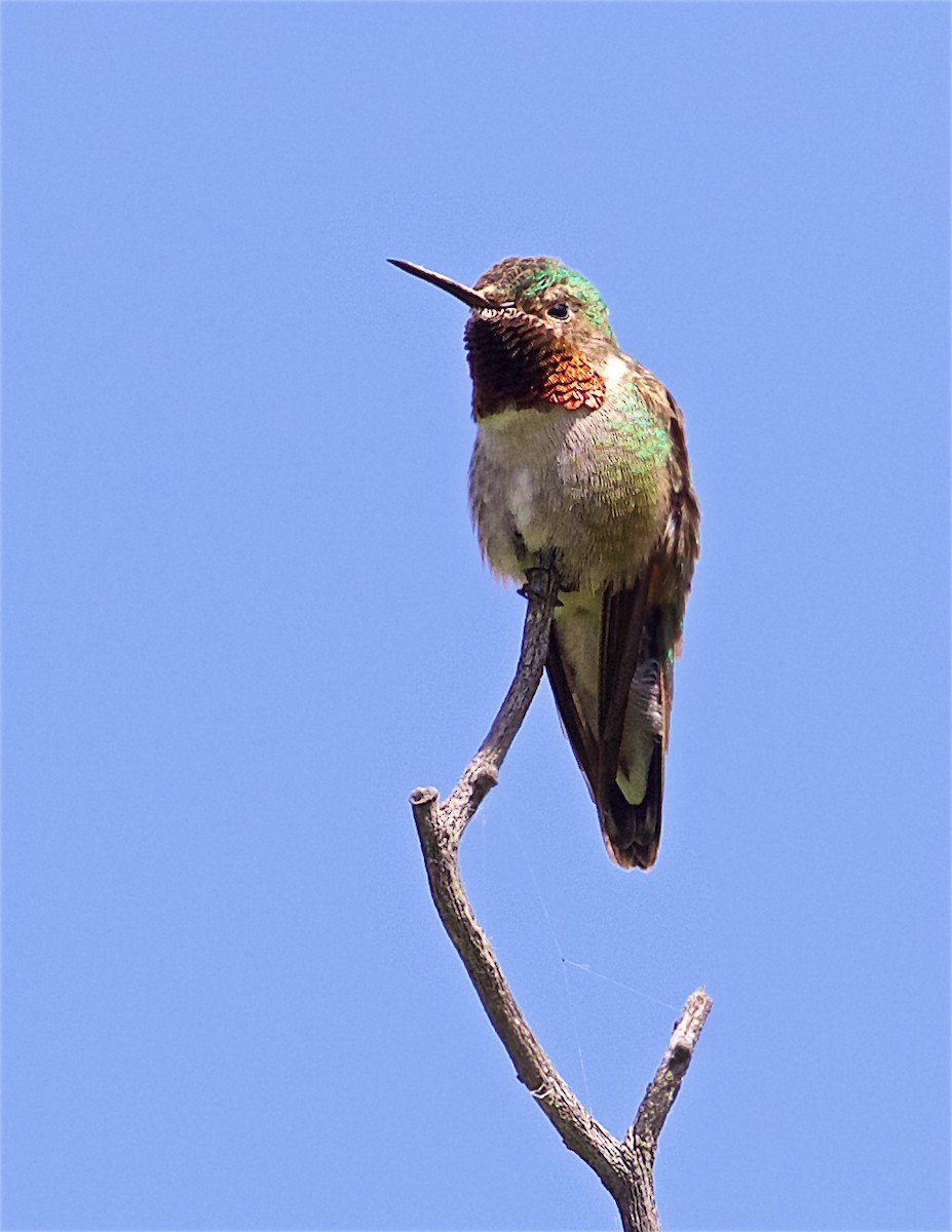 Broad-tailed Hummingbird - ML248439931
