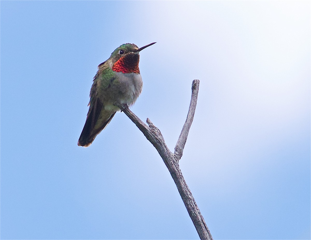 Broad-tailed Hummingbird - Ed Harper