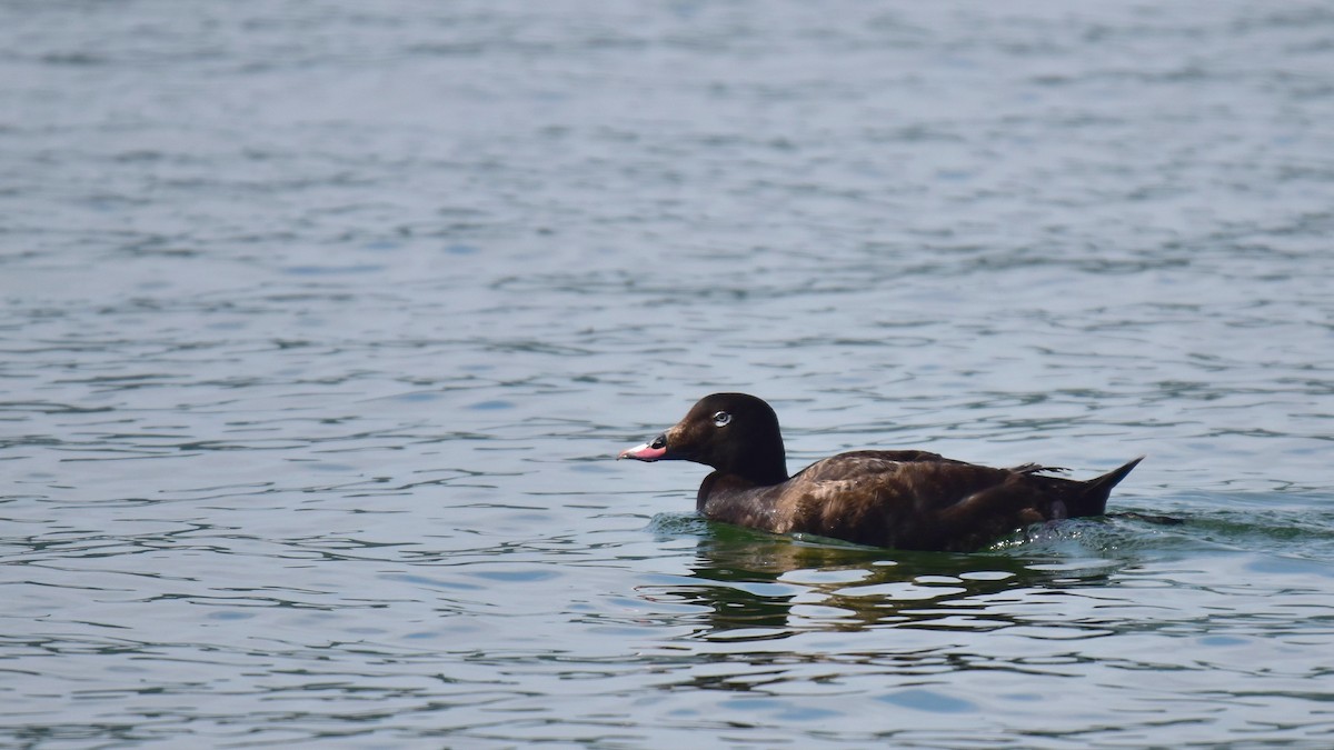 White-winged Scoter - Nicolas Forestell