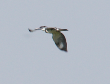 Belted Kingfisher - Robert Irwin