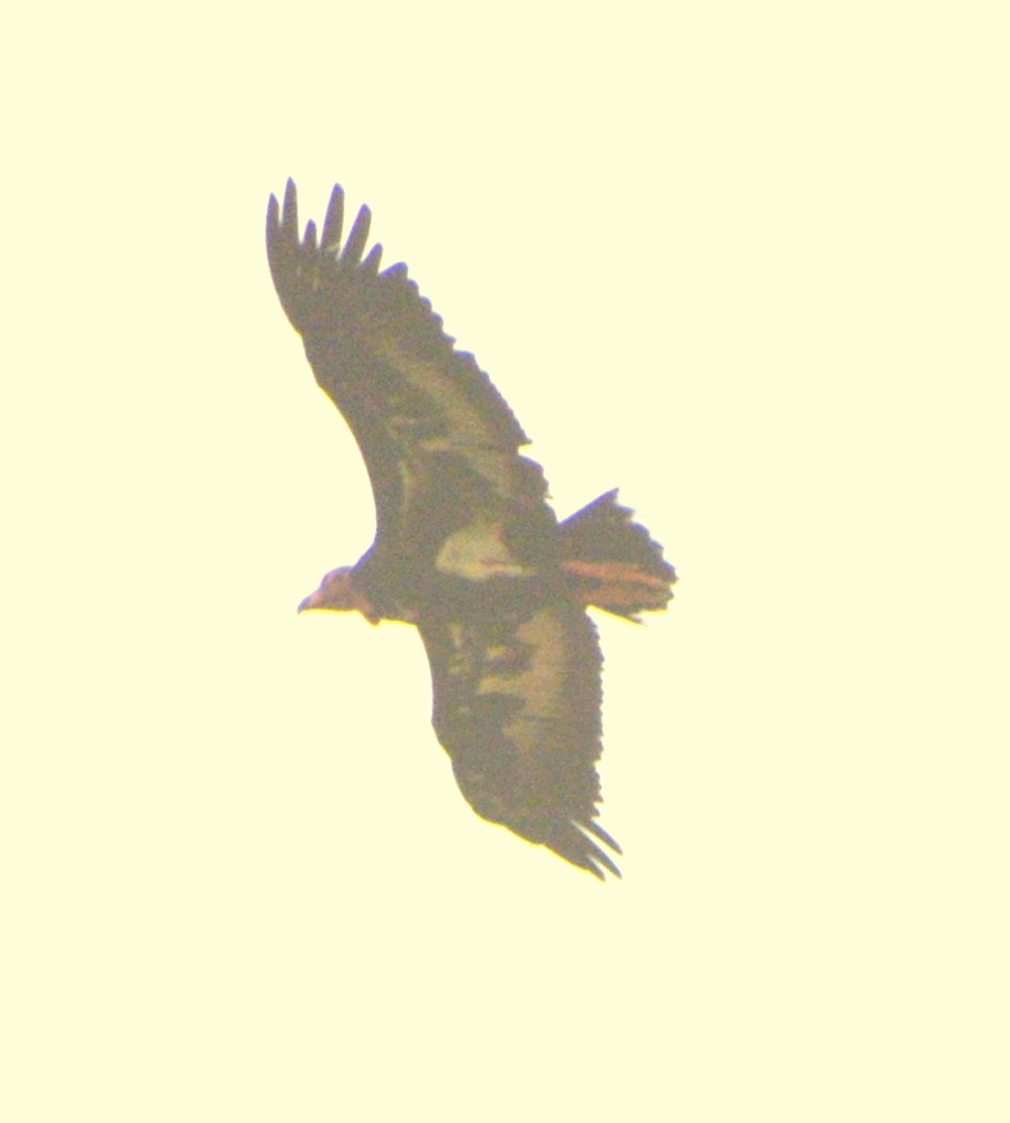 Red-headed Vulture - Subramniam Venkatramani