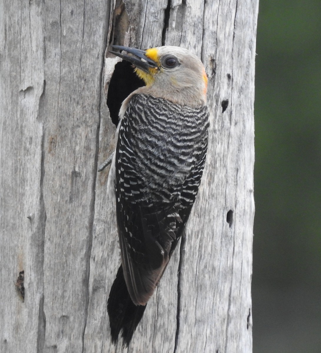 Yucatan Woodpecker - ML248443901