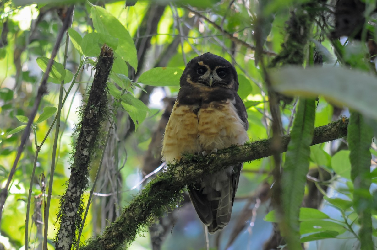 Tawny-browed Owl - Augusto Faustino