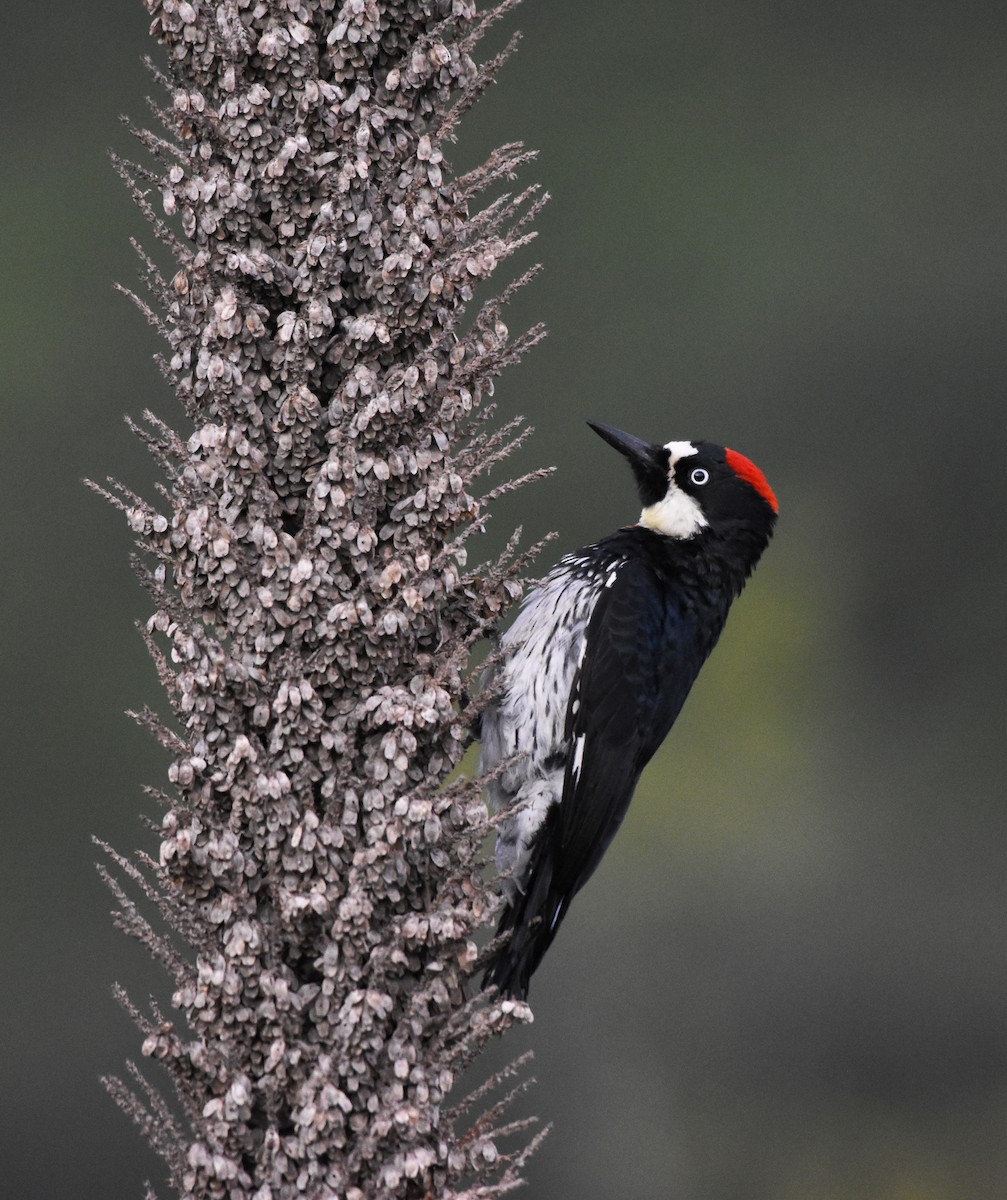 Acorn Woodpecker - Mauricio López