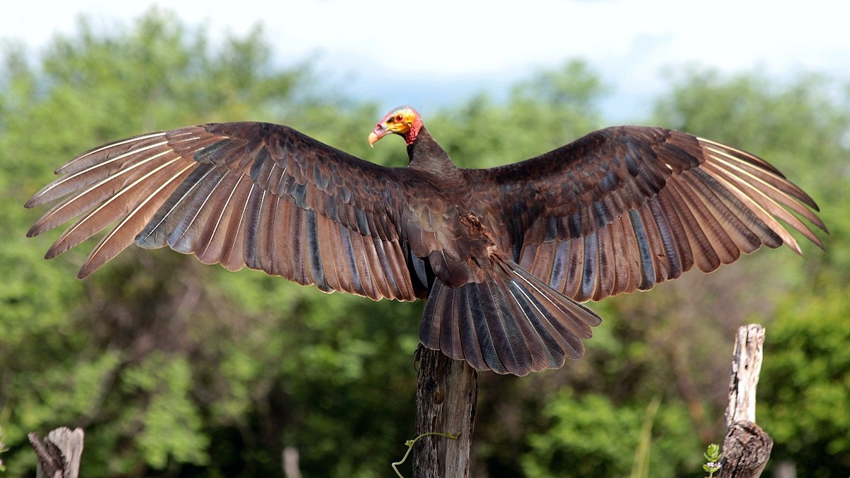 Lesser Yellow-headed Vulture - ML248447981