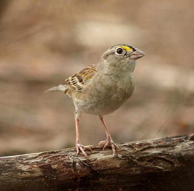 Grassland Sparrow - ML248448181
