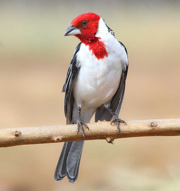 Red-cowled Cardinal - Eudes Feitosa