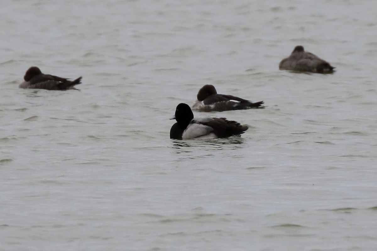 Greater Scaup - Stephen Phillips