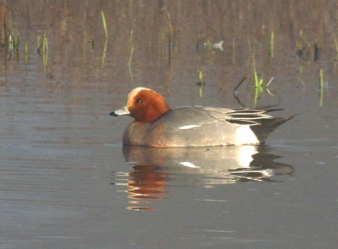Eurasian Wigeon - Terry Anderson