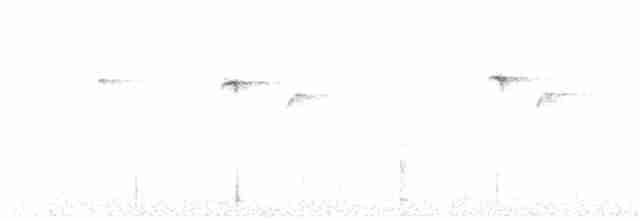 kolibřík blankytohrdlý - ML248459281