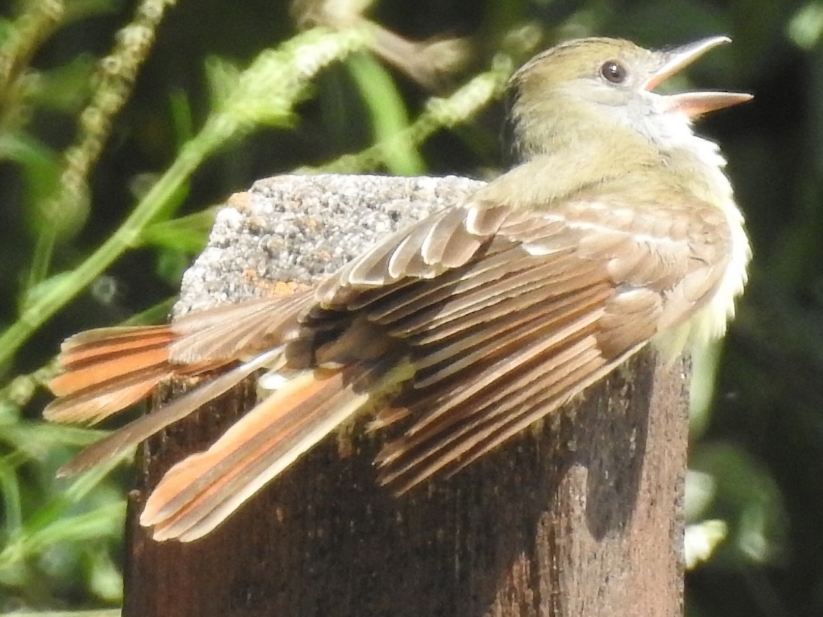 Great Crested Flycatcher - ML248459971