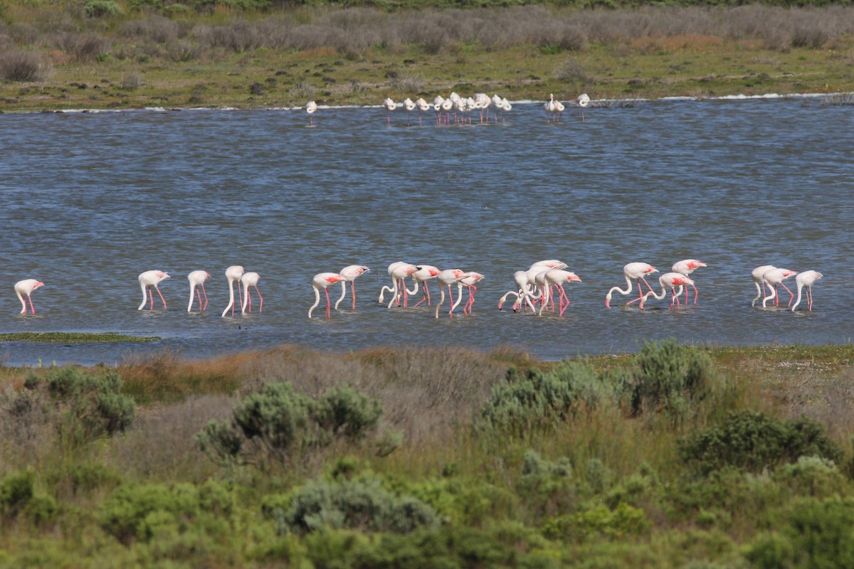 Greater Flamingo - Thomas Galewski