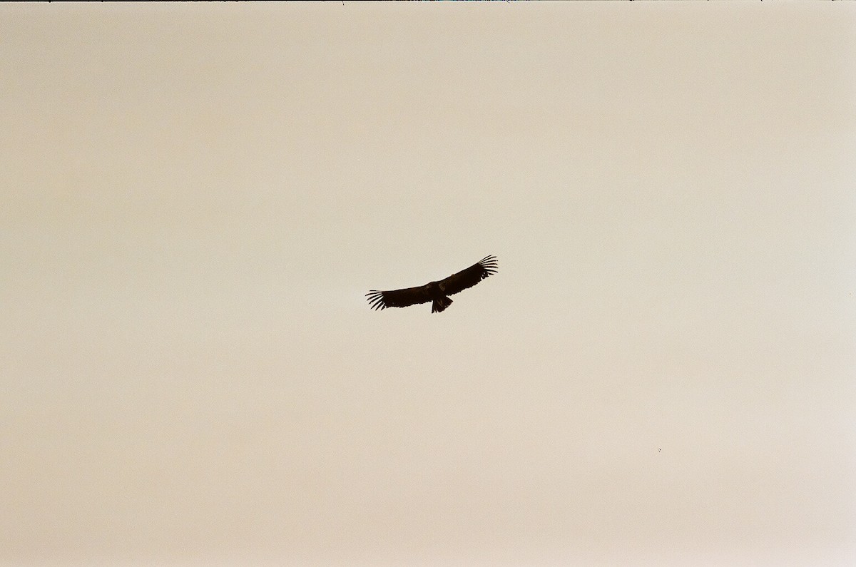 Condor de Californie - ML248461691