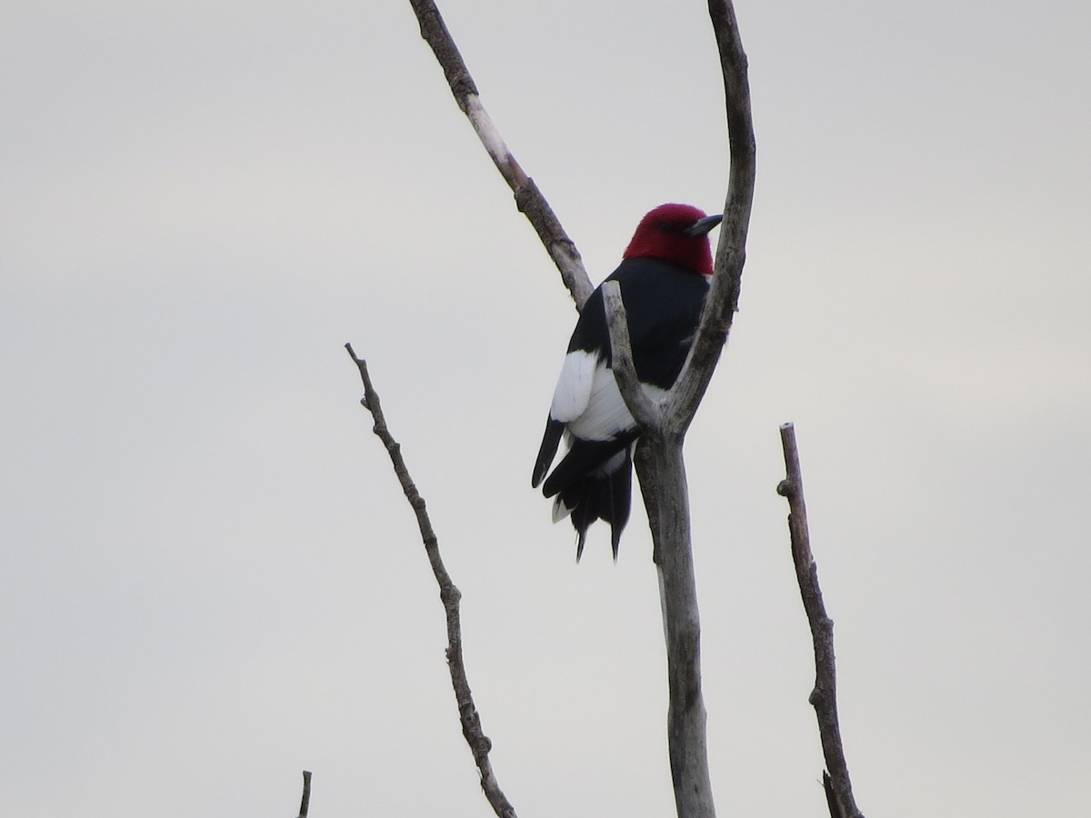 Red-headed Woodpecker - Bert Dalziel