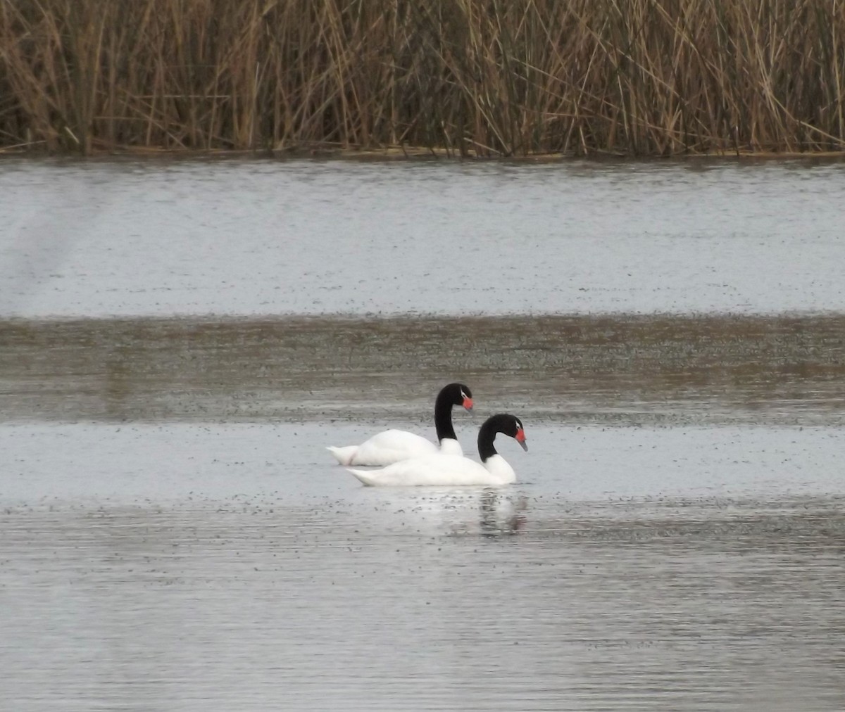 Black-necked Swan - SusanaM Lorenzo