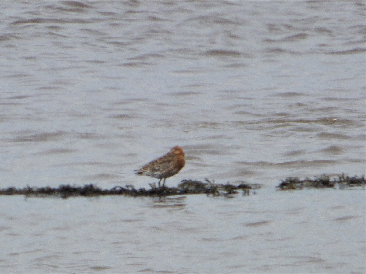 Red Knot - ML248464031