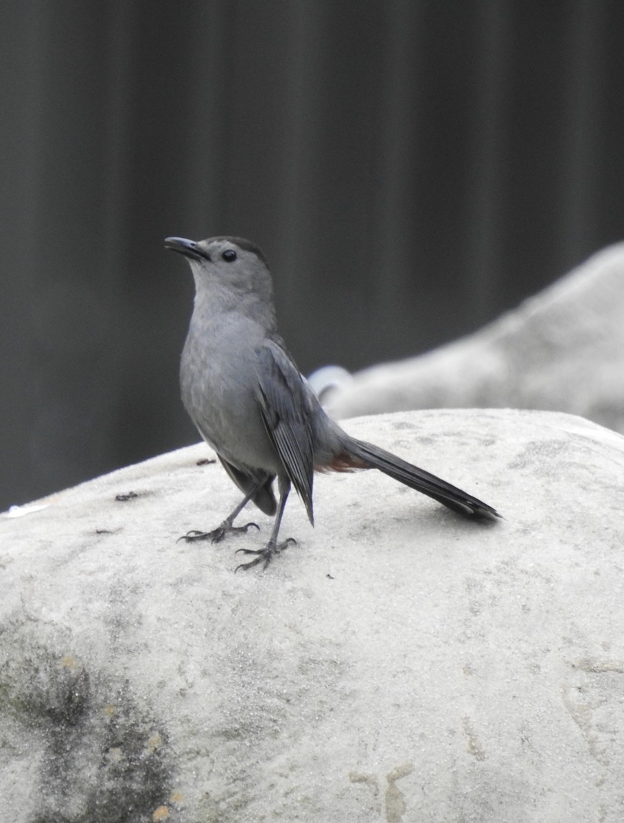 Gray Catbird - Nan Dewire