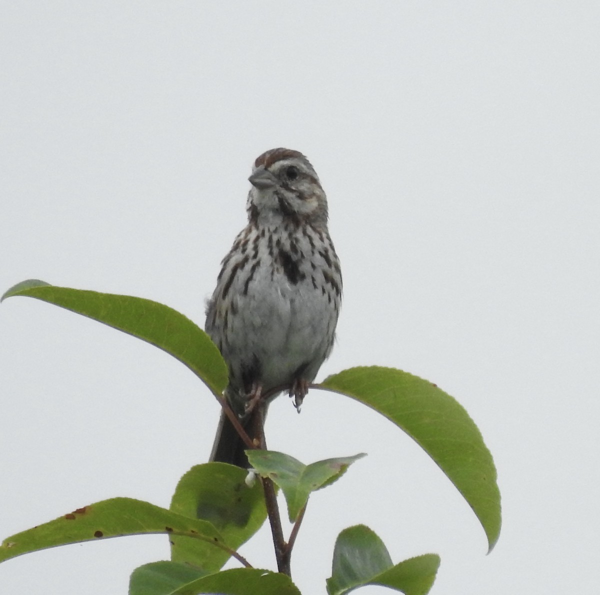 Song Sparrow - Nan Dewire