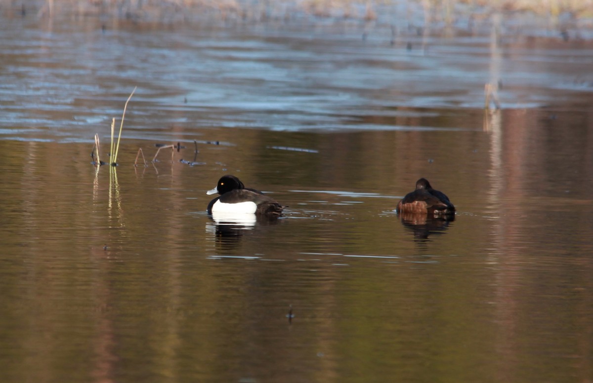 Tufted Duck - ML248468501