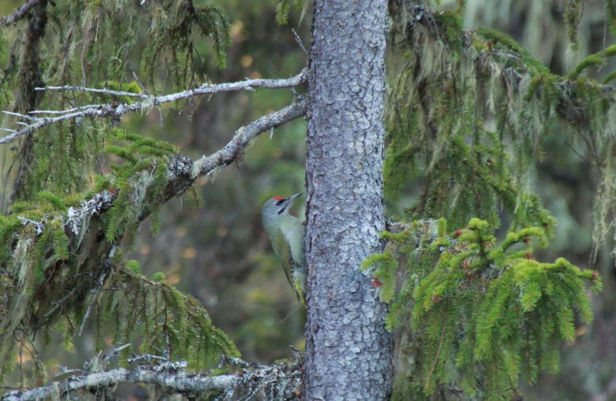 Gray-headed Woodpecker - Are Nakrem