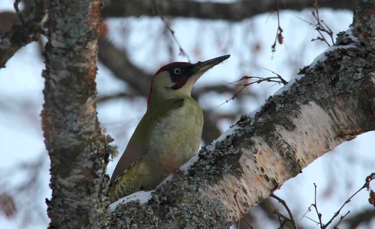 Eurasian Green Woodpecker - Are Nakrem