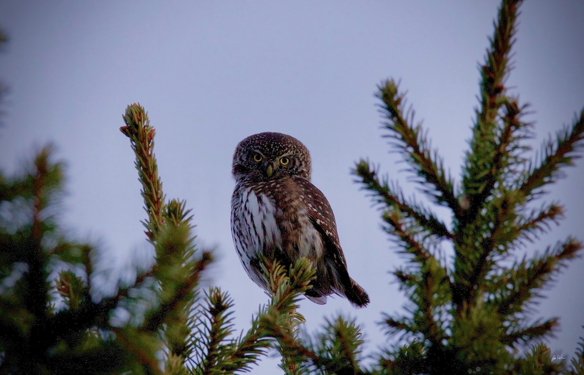 Eurasian Pygmy-Owl - ML248470241