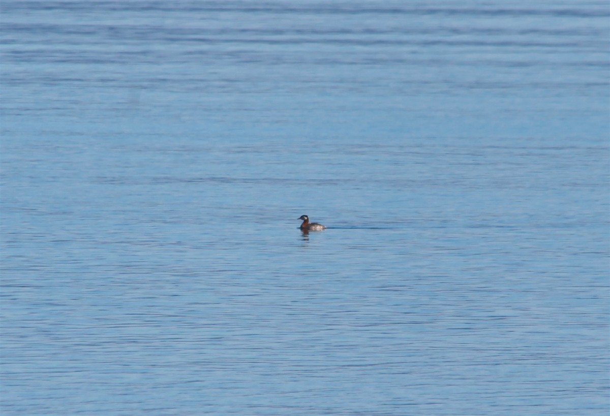 Red-necked Grebe - ML248471541