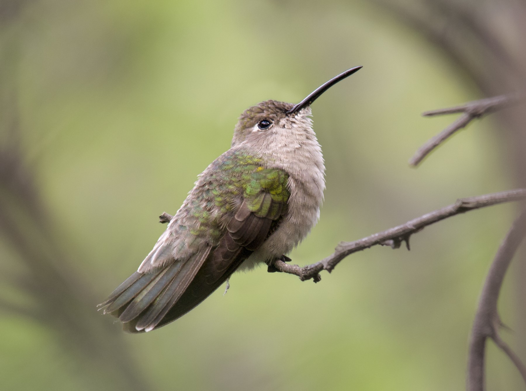 Tumbes Hummingbird - Andres Vasquez Noboa
