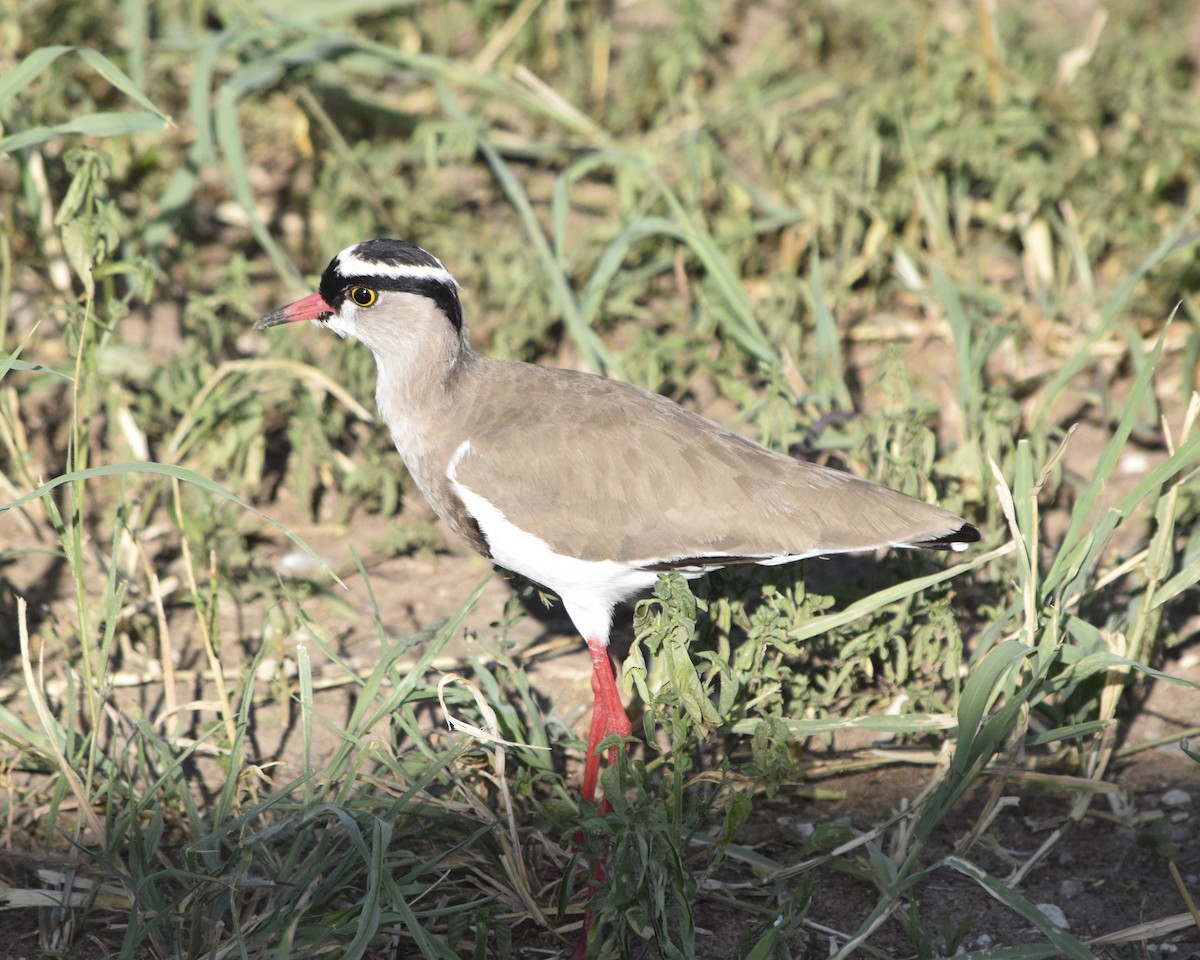 Crowned Lapwing - ML248479291