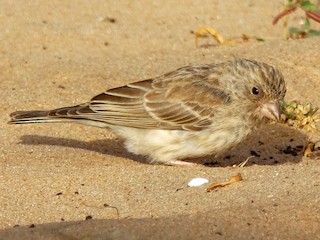  - White-rumped Seedeater