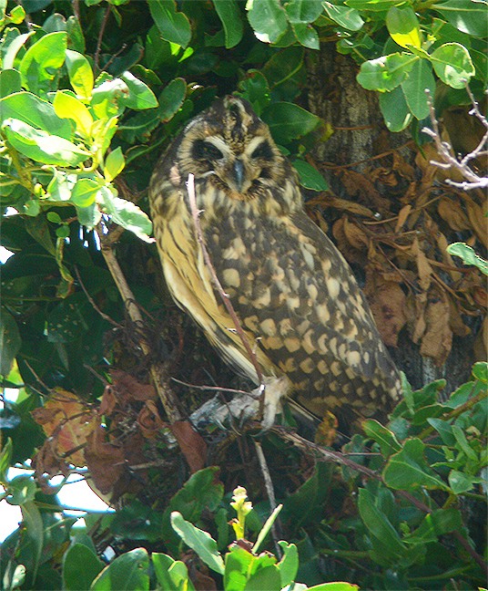 Short-eared Owl (Antillean) - ML248486461