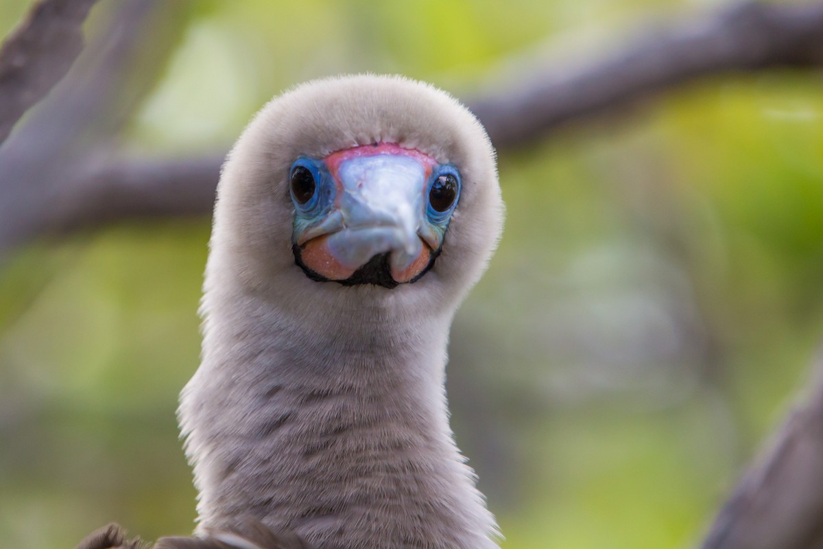 Red-footed Booby - ML248490051