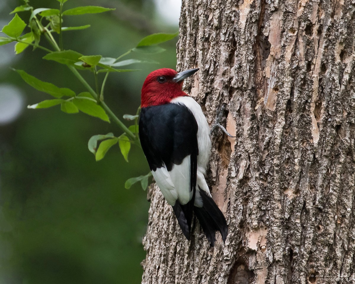 Red-headed Woodpecker - Lorri Howski 🦋