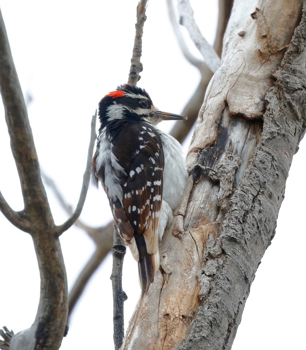 Hairy Woodpecker (Eastern) - ML248493401