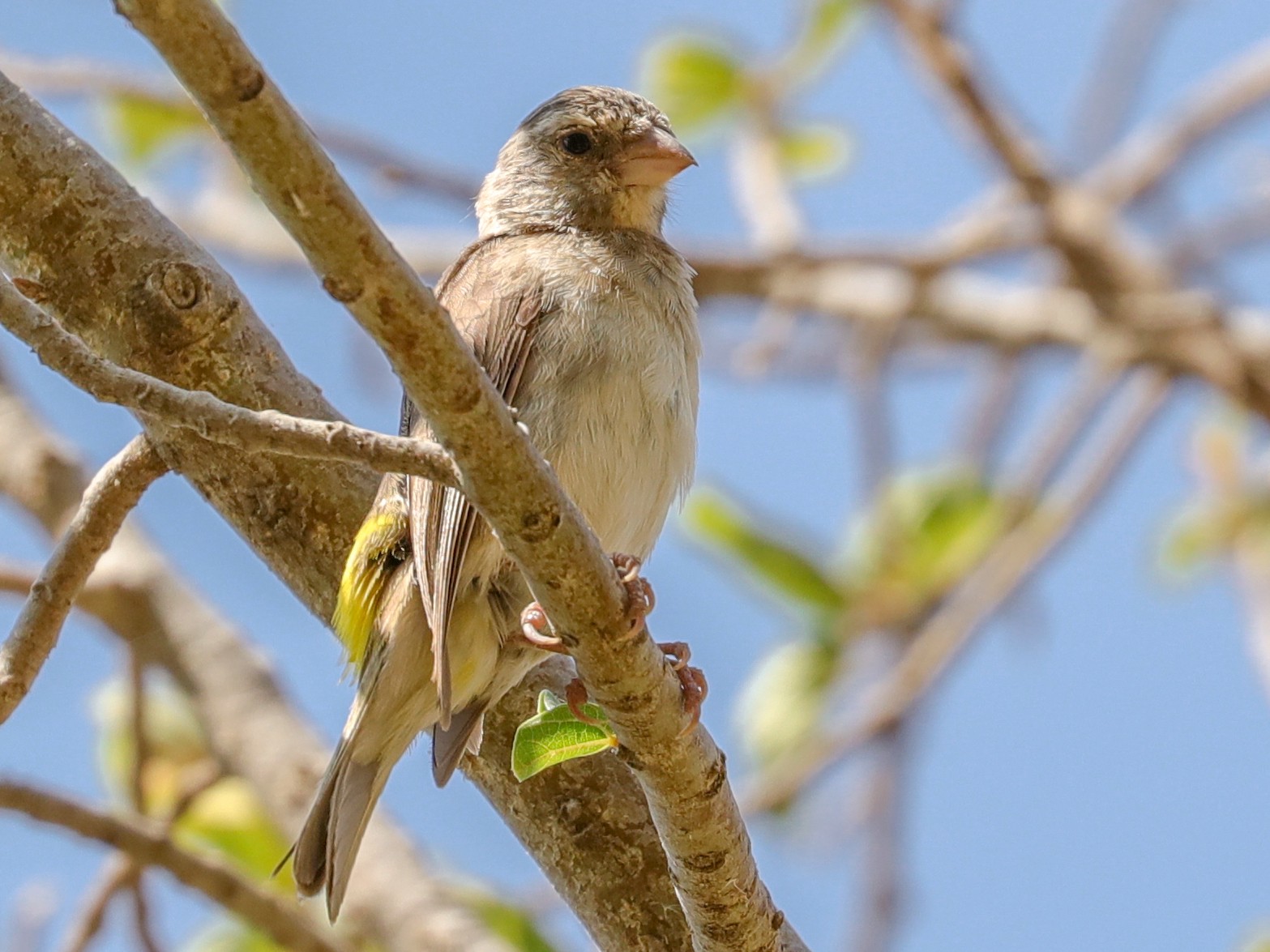 Yellow-rumped Serin - eBird