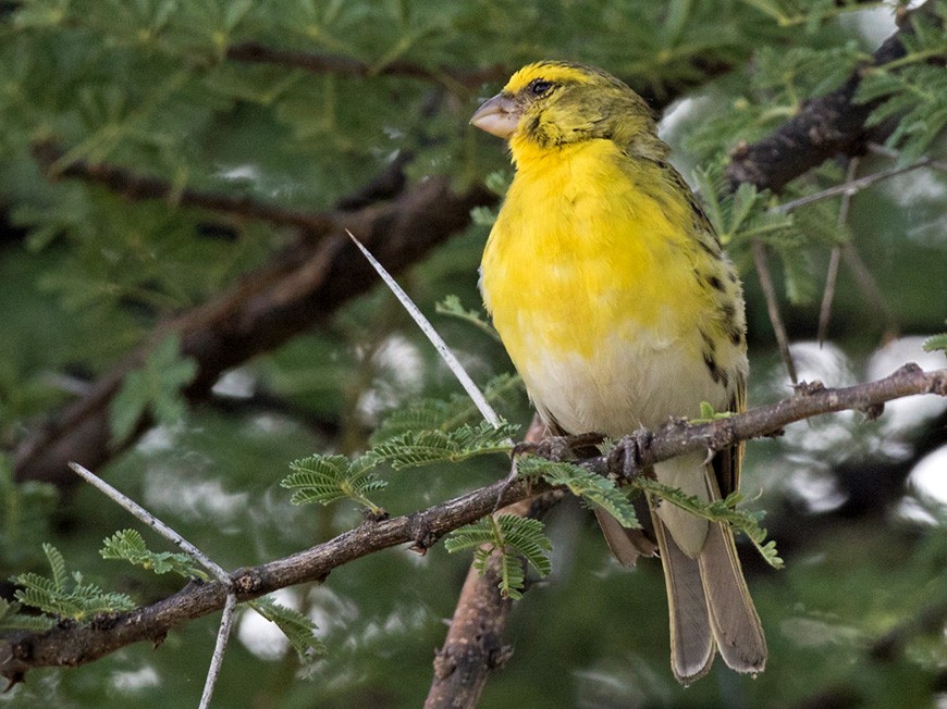 White-bellied Canary - Lars Petersson