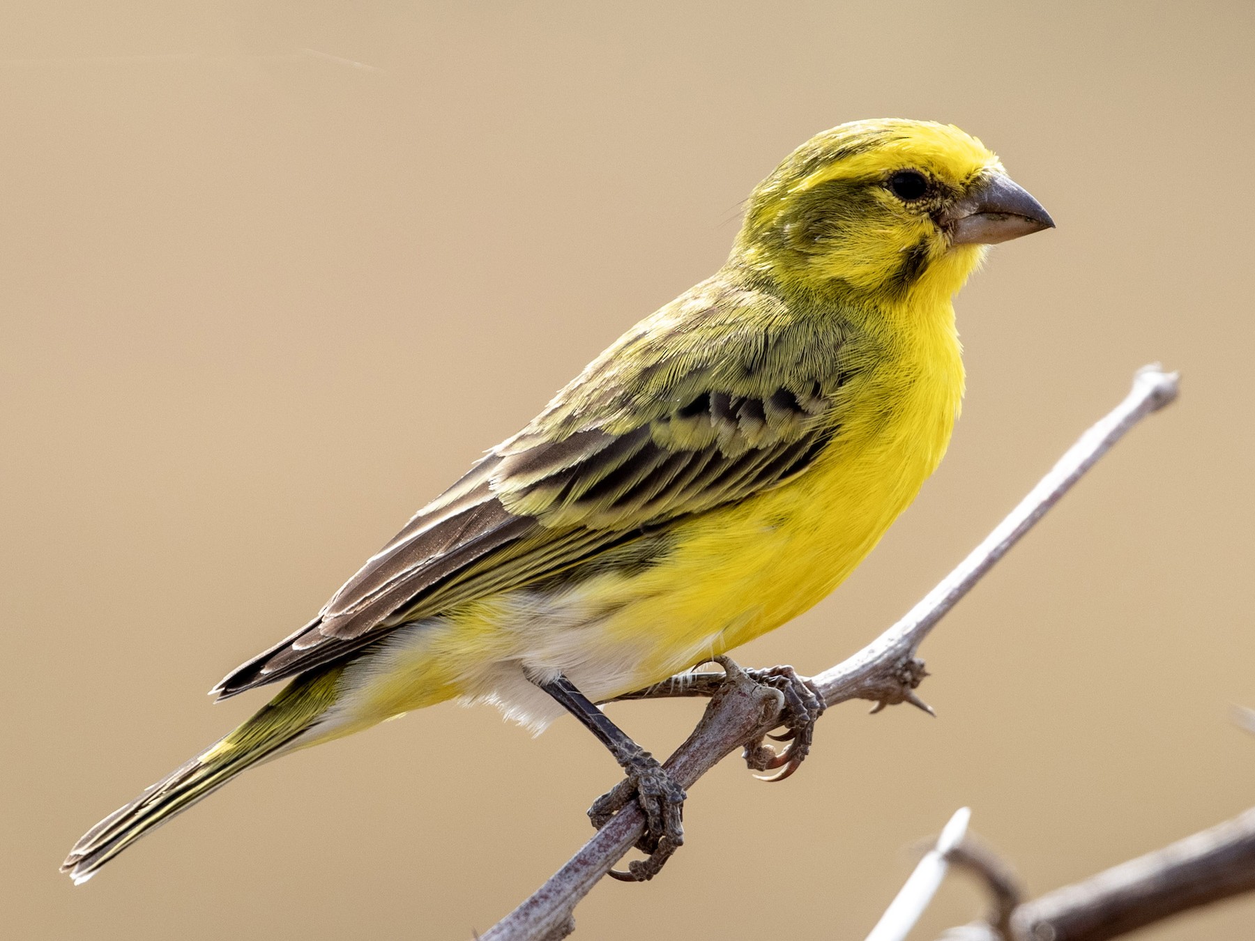 White-bellied Canary - Charles Robshaw