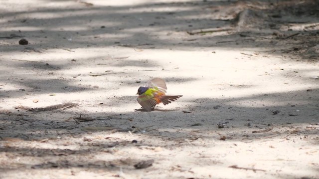 Painted Bunting - ML248497091