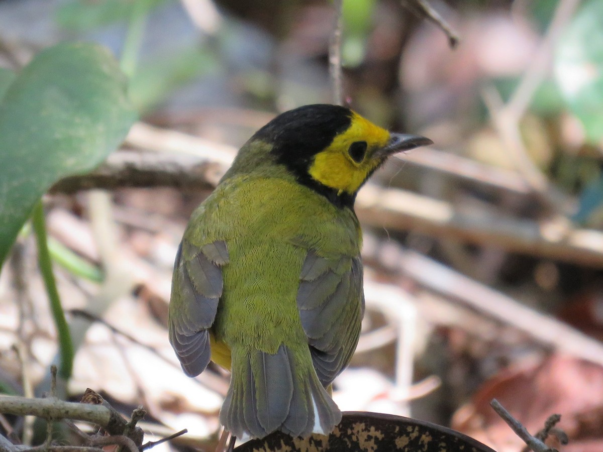 Hooded Warbler - Great Mayan Birding by Ichi Tours