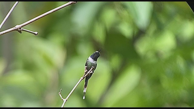 Sparkling-tailed Hummingbird - ML248497681