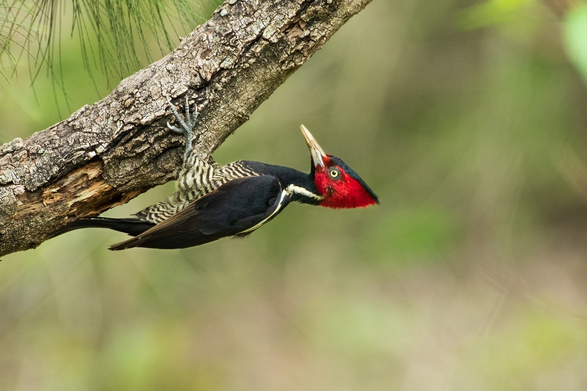 Pale-billed Woodpecker - ML248498221
