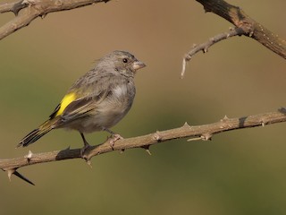  - Yellow-throated Serin