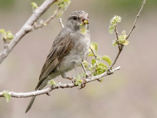  - Yellow-throated Serin