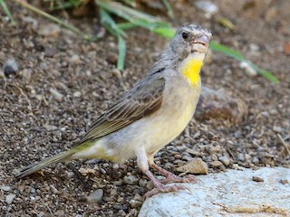  - Yellow-throated Serin