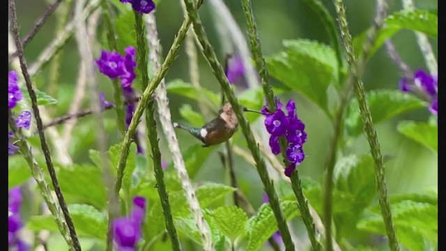 Sparkling-tailed Hummingbird - ML248499521