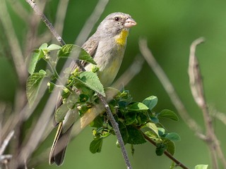  - Yellow-throated Serin