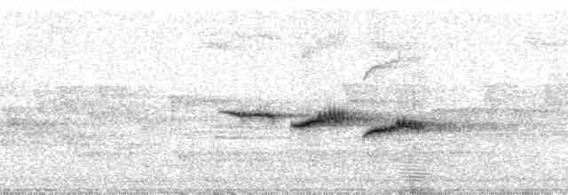 Колоратка родезійська (підвид swynnertoni) - ML24850