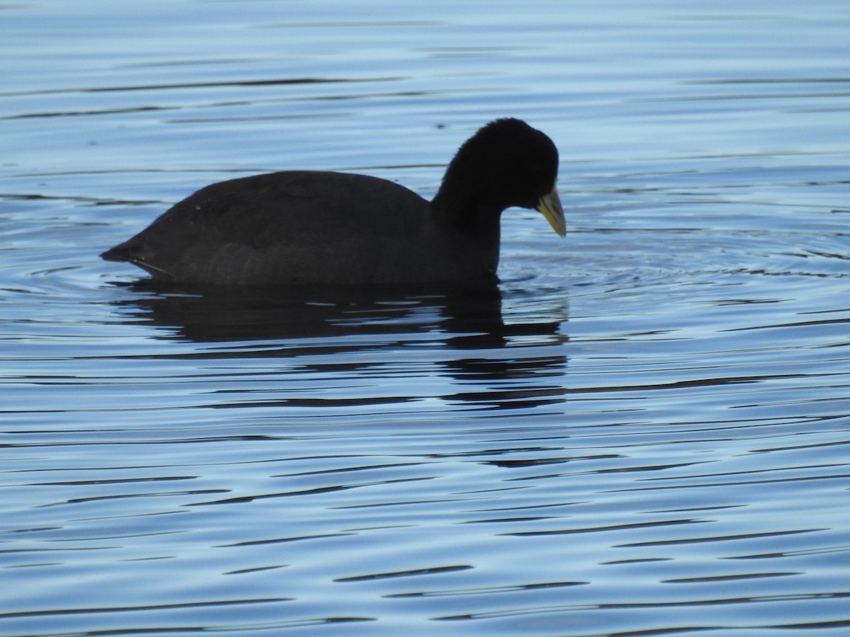 coot sp. - ML248501431
